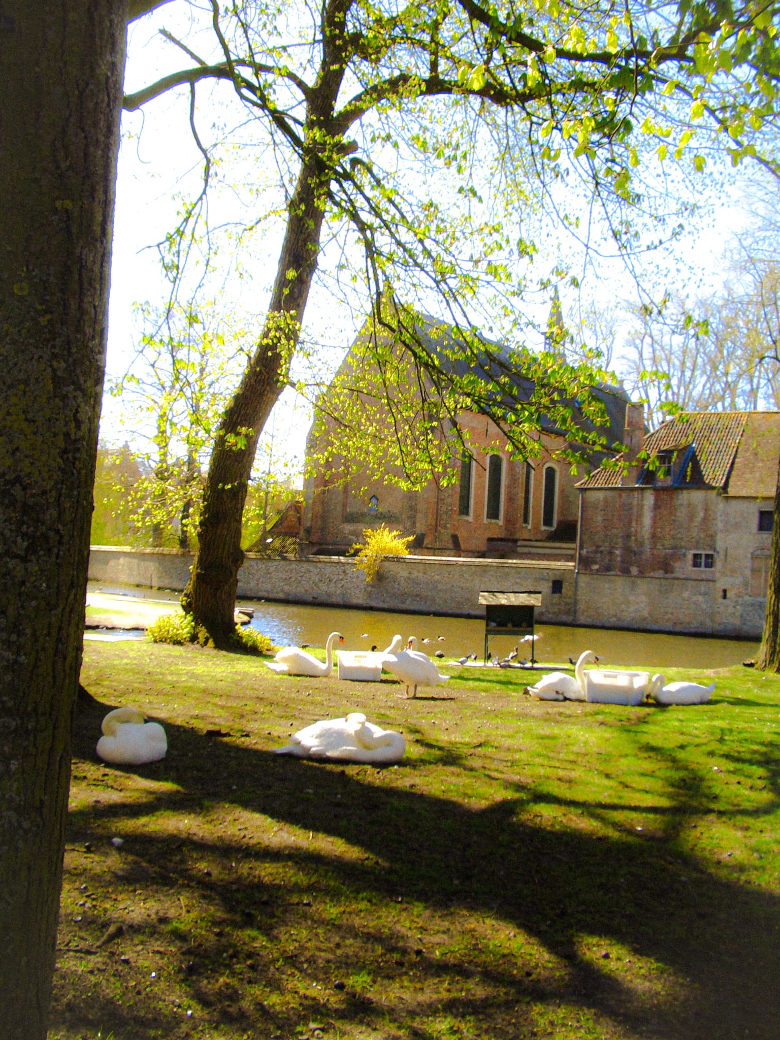 Foto de los cisnes
